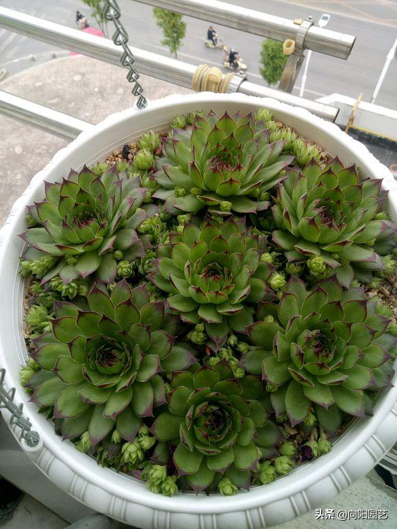 多肉养得不好才会长花剑吗,莲花多肉怎么养才能爆盆