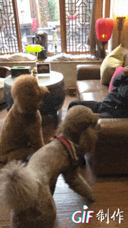 自从养了一只狗偷偷吃东西,自从养了狗偷吃东西都得偷偷摸摸