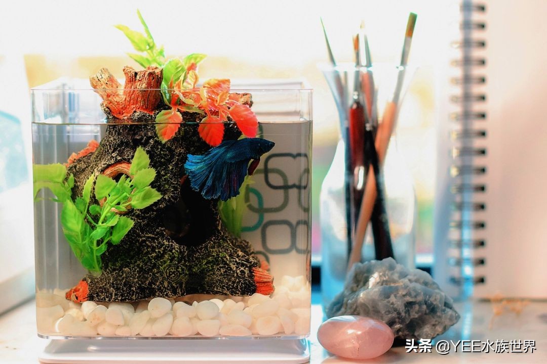 鱼开口喂料注意事项视频,新鱼不吃上浮饲料怎么办