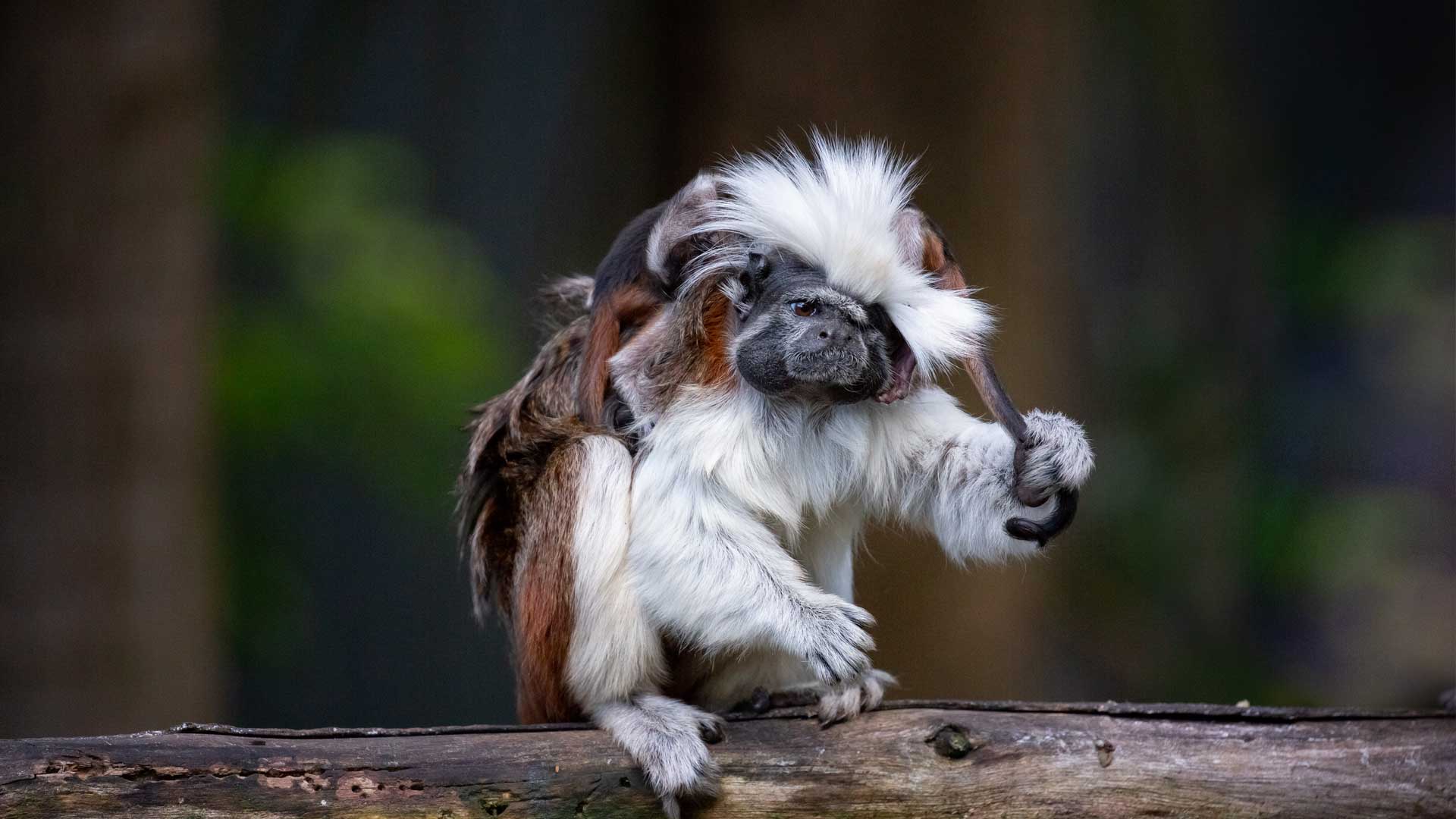 4万只到6千只，巴掌大的小猴子，也算为人类作出过不小“贡献”