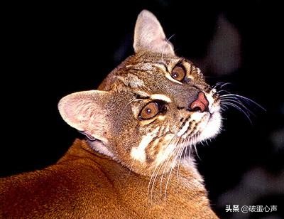 传说中的“土豹子”就是它，也被称为彪，两只牧羊犬都不敢正面刚