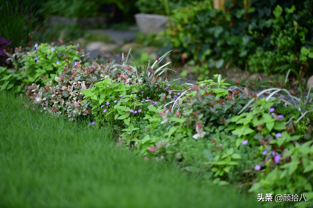 花园里的银边麦冬太好看，竟然被偷了|园丁