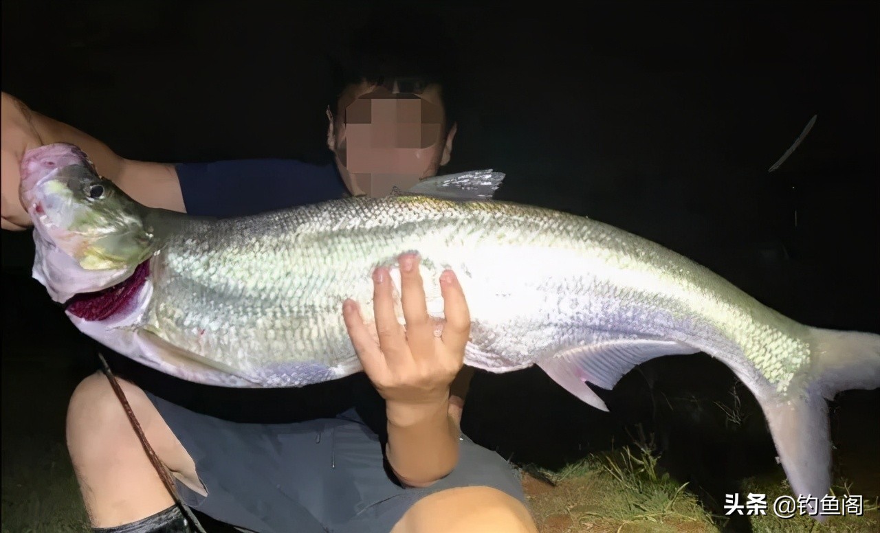 小杂鱼到底能长多大,小杂鱼长得比你想象中的大