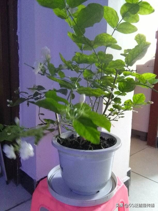 出门不在家怎么给家里的花浇水,出远门再也不用担心你会不会生病