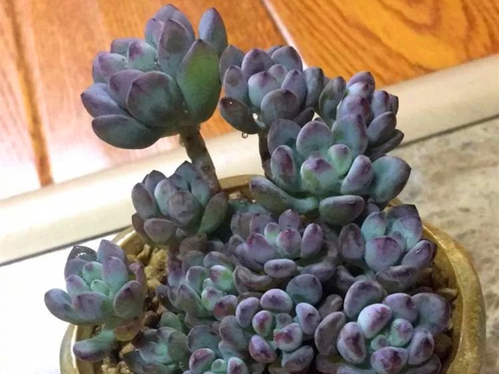 多肉汤姆怎么养,多肉汤姆油画怎么度夏