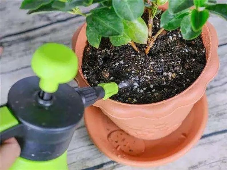 树木盆景养护包含六个方面的工作,盆景树如何照顾