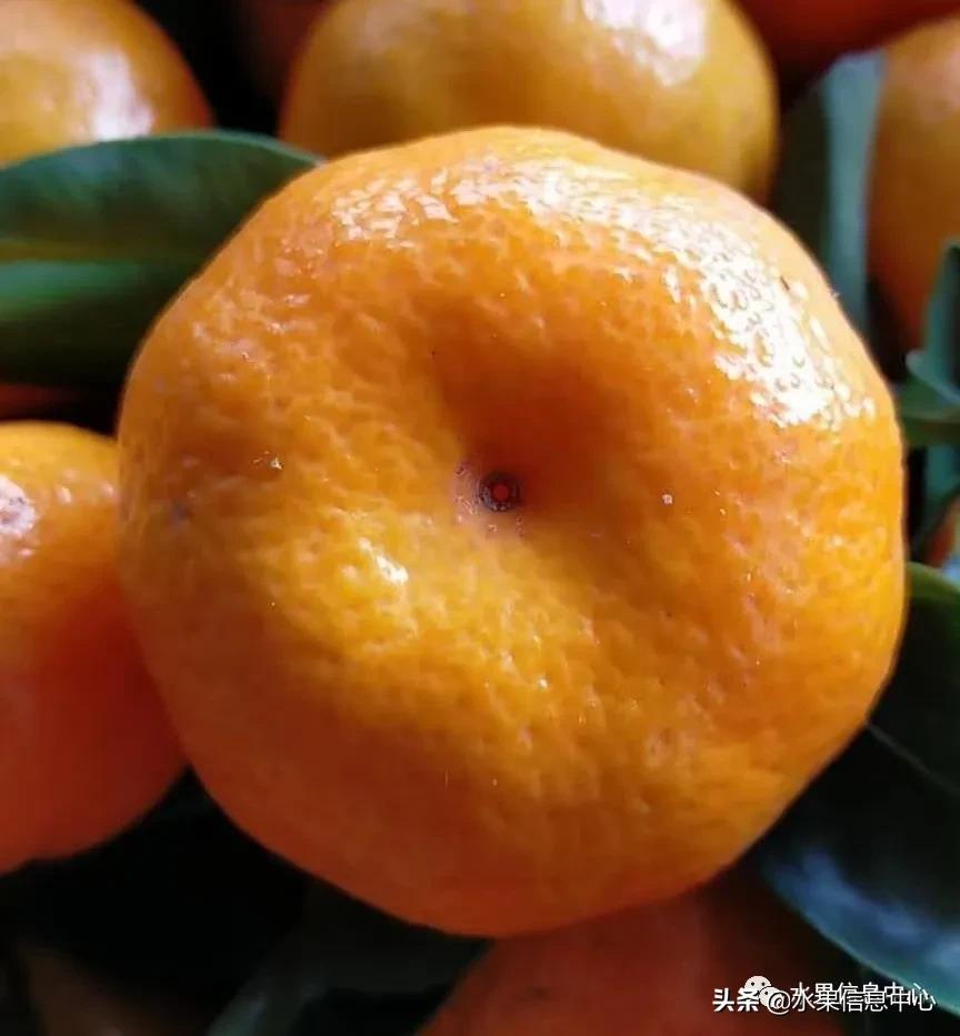 我国柑橘产区分布,柑橘产地行情