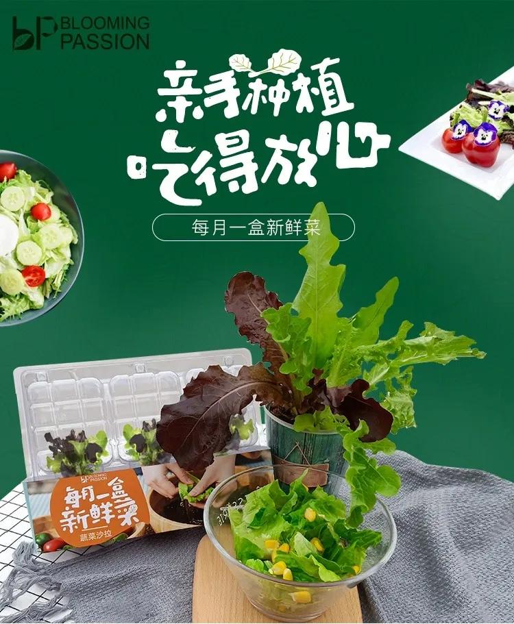 夏季适合做沙拉的蔬菜有哪些,种蔬菜教程阳台