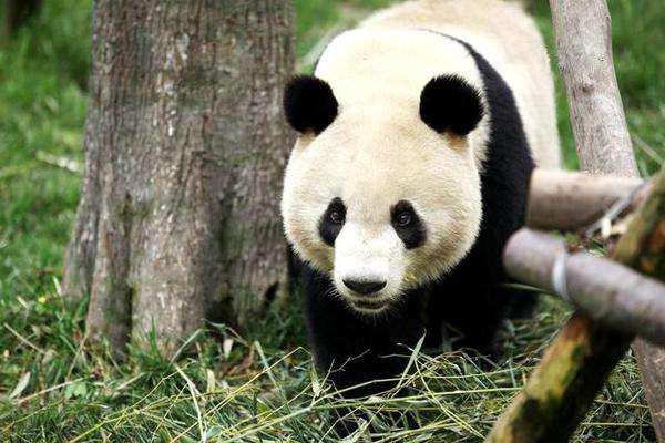 成都周边春季徒步旅游攻略,成都森林徒步旅游攻略