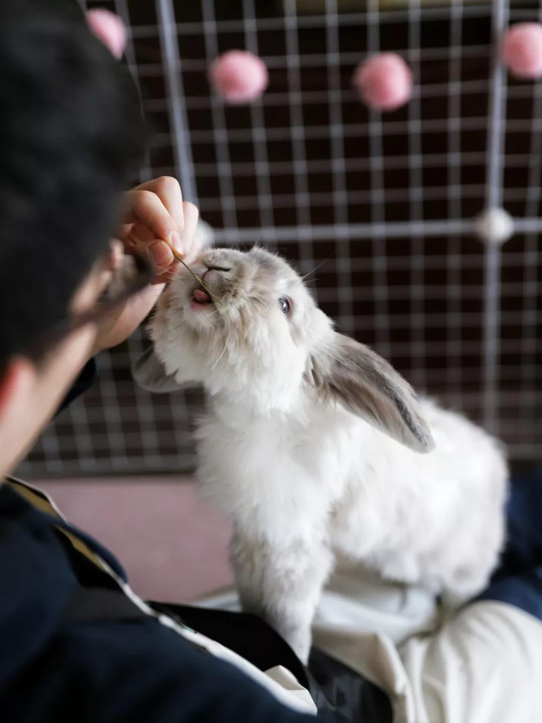 北京有没有撸猫的地方,福州撸兔兔的店