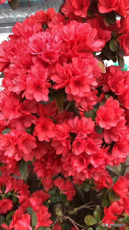 杜鹃花叶片怎么打卷,杜鹃花叶子干枯变脆变卷