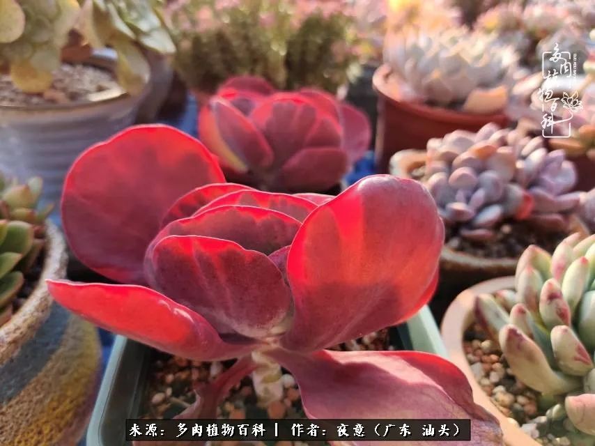 广东春天多肉图片大全,这个季节的多肉状态是最美的