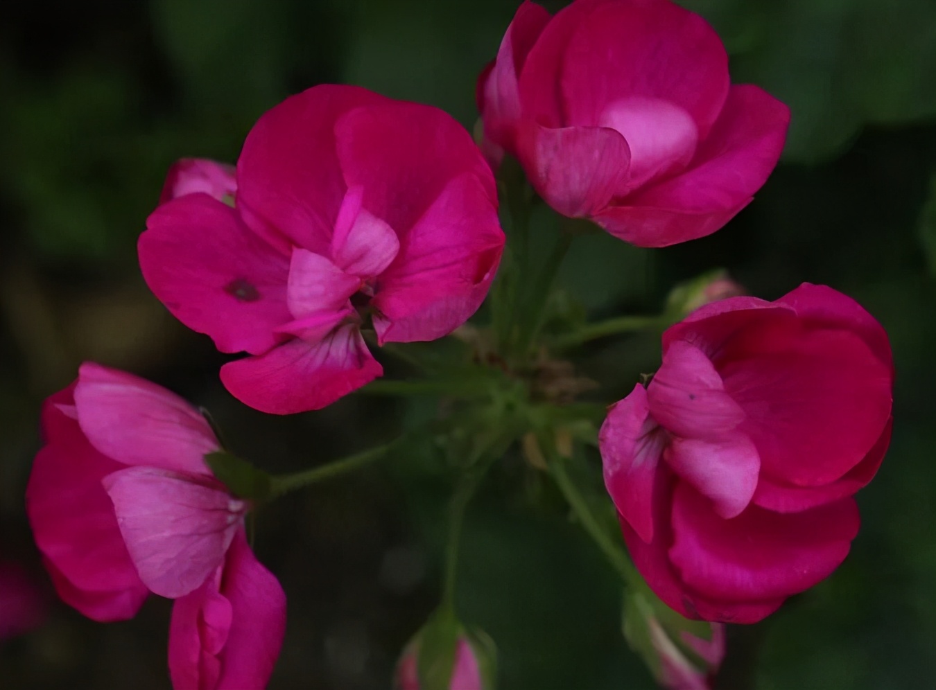 这种花别乱浇水水越多越不开花,这种花不怕冷好养易活