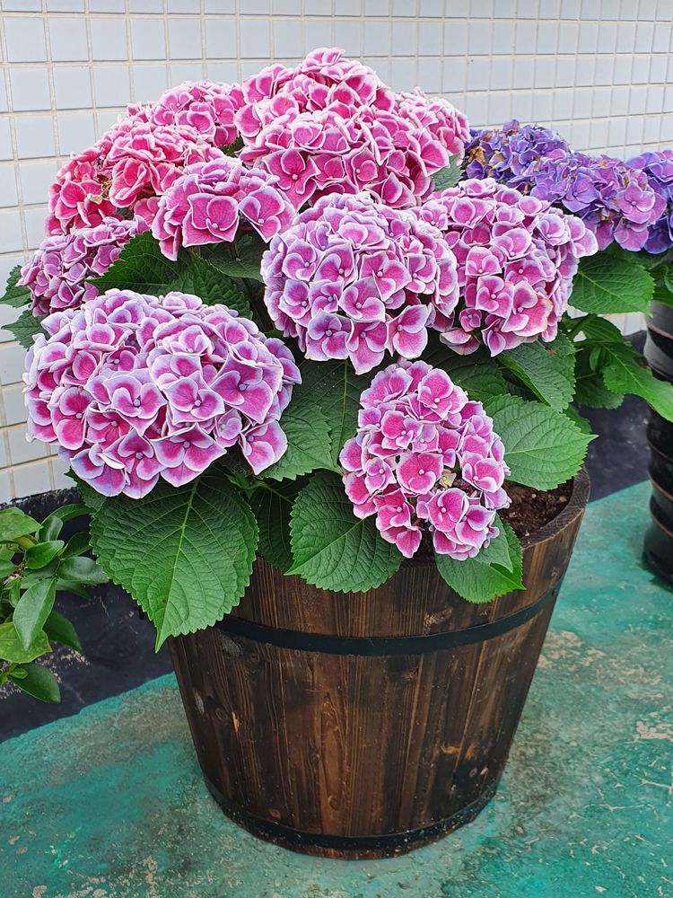 15平米露台改造成功案例,50平方楼顶改造露台和花园