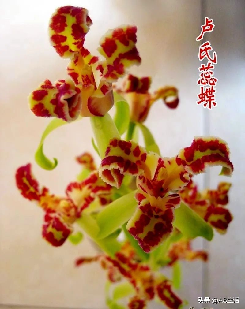 蕙兰兰花品种排名,蕙兰花精品品种