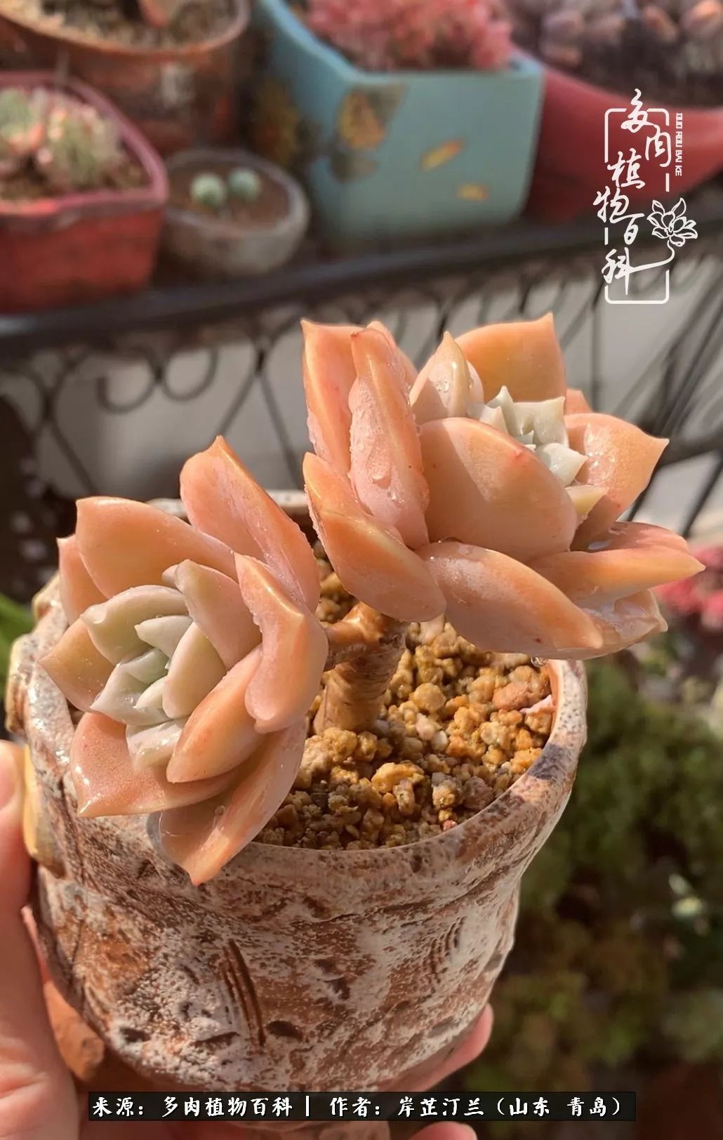 寒冷的冬季唯有多肉,冬日里的多肉宛如雪莲花