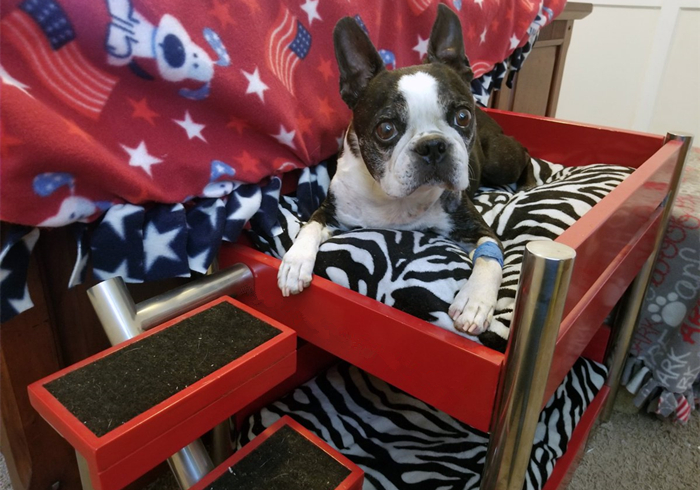 狗狗贫血缺钙怎么补最好,狗狗贫血严重除了输血还能怎么办