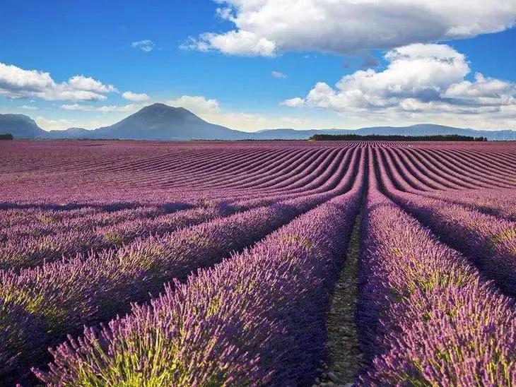 美翻了无锡这个紫色花海,美翻诸城这片花海刷爆整个朋友圈