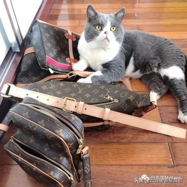 超好看的宠物包,好看又大的宠物包