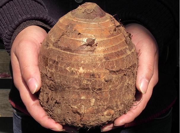 中国出名的香芋大个好吃,舌尖上的香芋