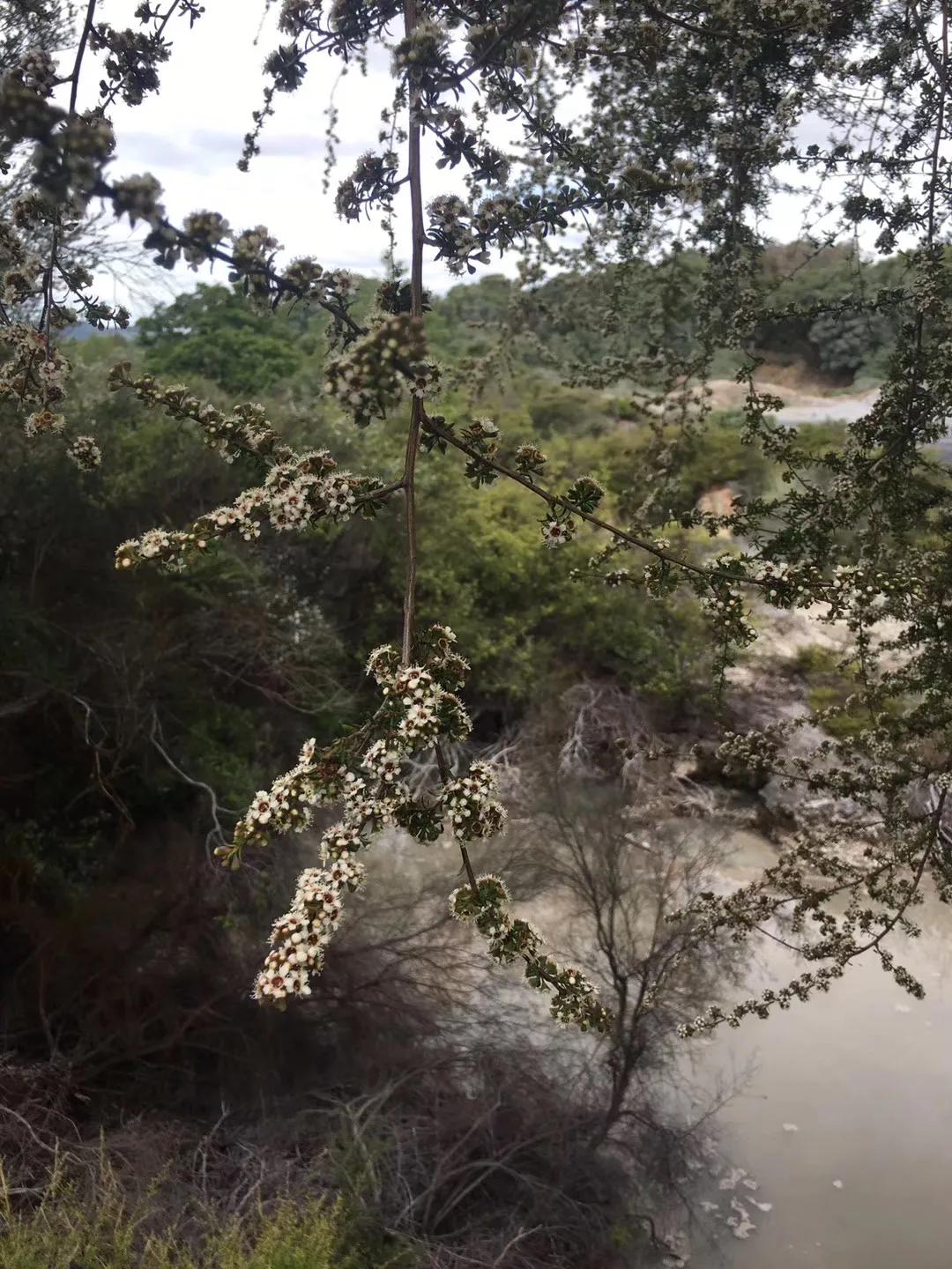 记忆中的旅行之新西兰（北岛）