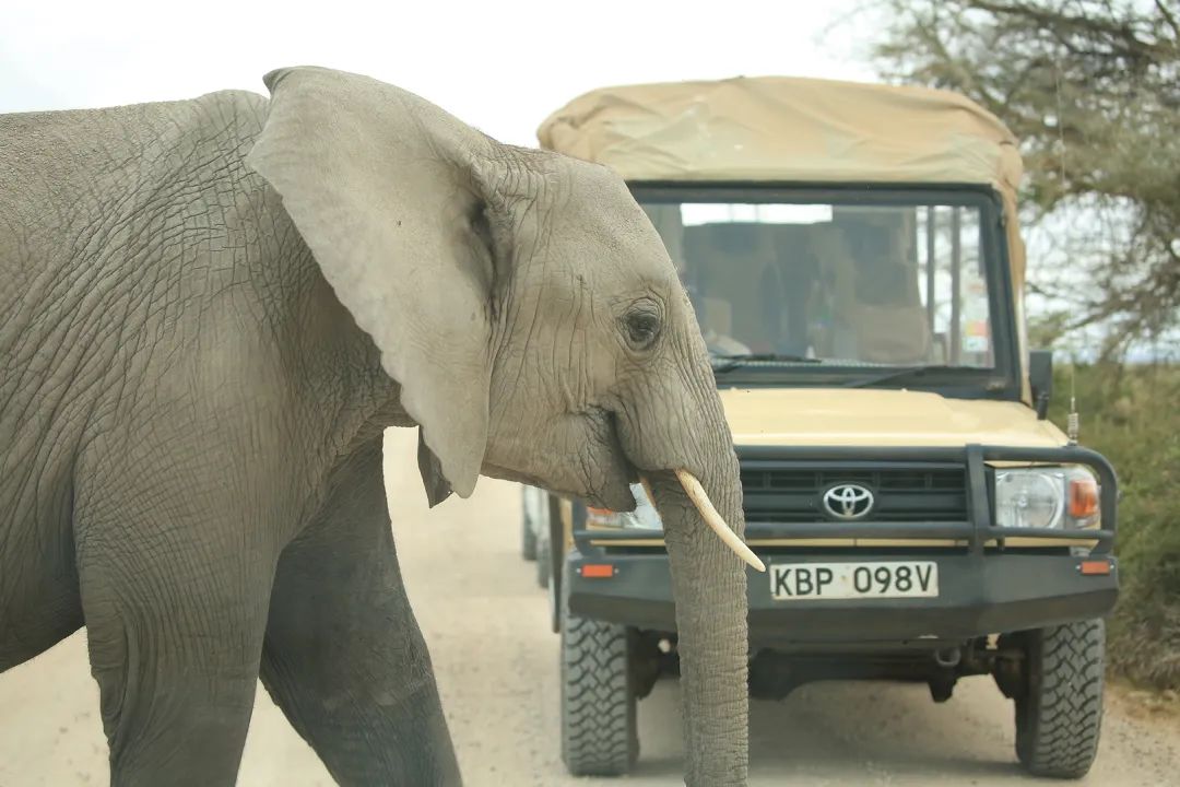 带女儿走进安博塞利国家公园，从野生动物身上收获“生命启蒙课”