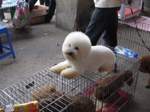 比熊犬一般要多少钱才能买,比熊犬多少钱一只怎么挑