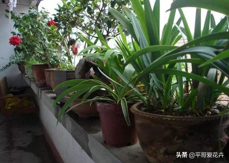 植物降温用什么药,植物降温