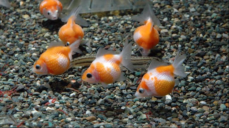 金鱼最近隔几天就死一条是为什么,买回来的金鱼为什么养几天就死了