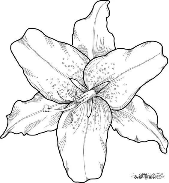 工笔花卉线稿和色稿,花卉白描线稿