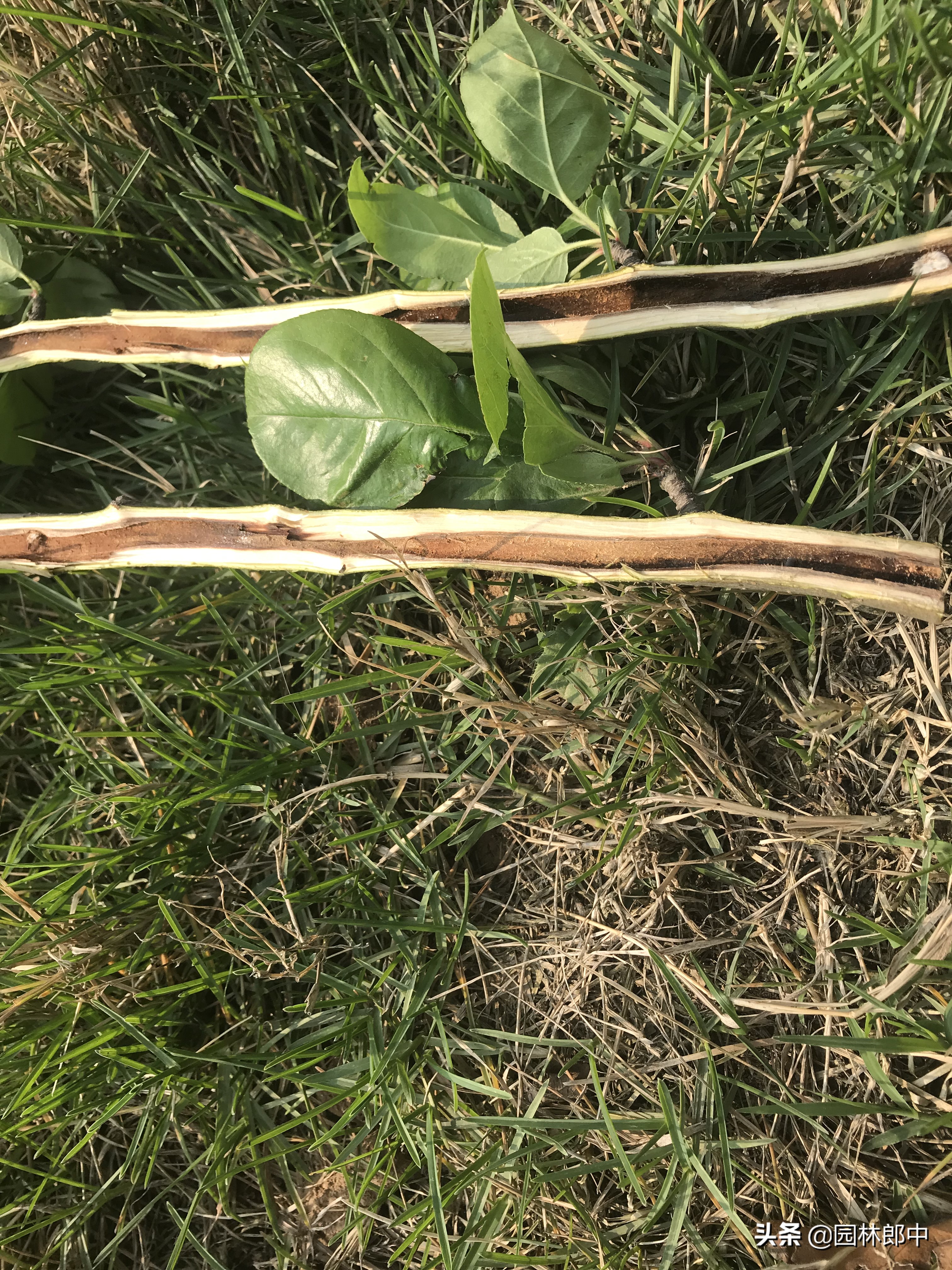 海棠树没有任何征兆，树干却有许多小孔，内部也被危害，怎么办？