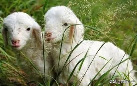 羔羊拉稀怎么治疗最有效,影响羔羊拉稀主要有哪些因素