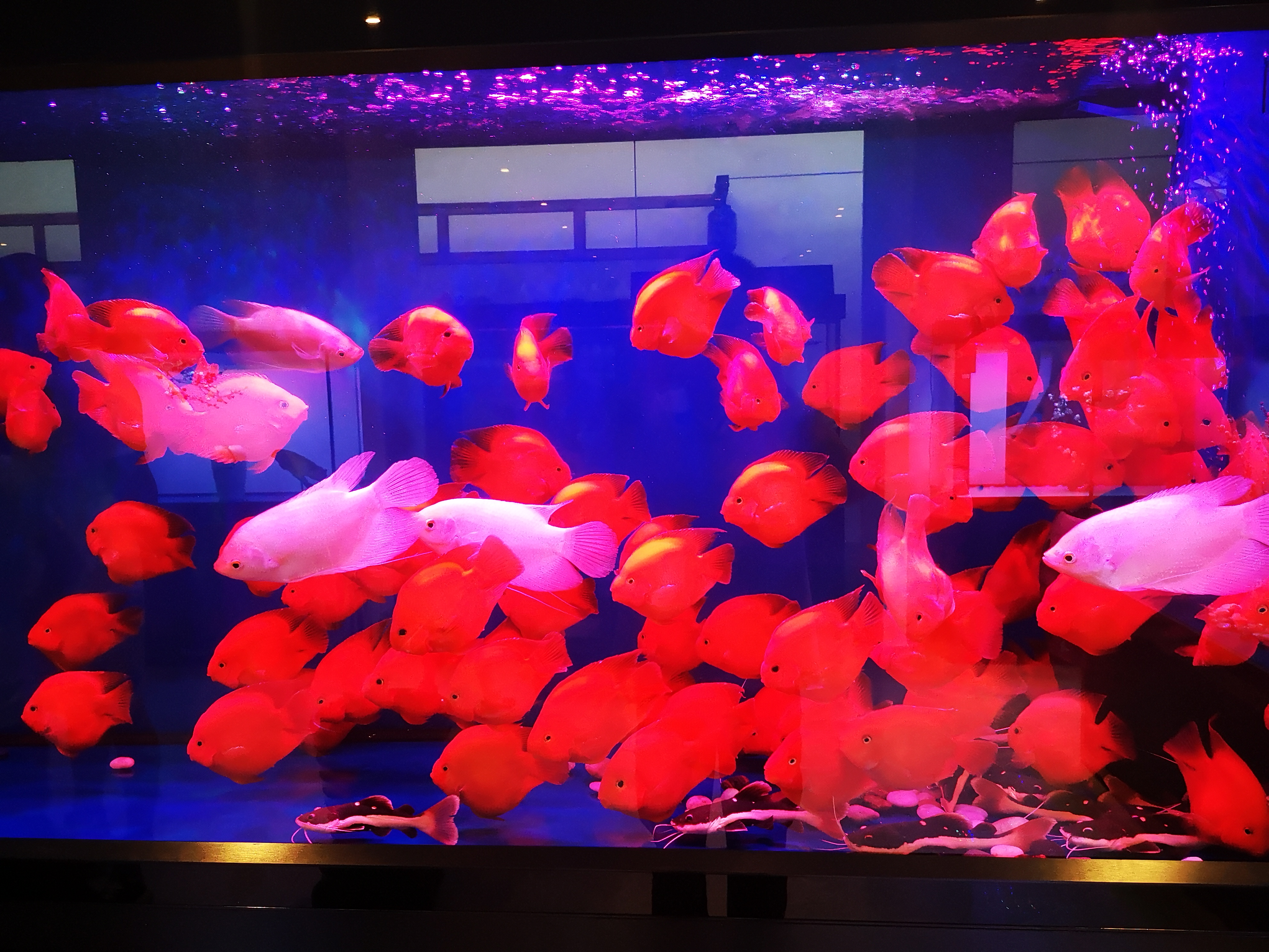 冬天养小热带鱼需要放加热棒吗,冬天热带鱼怎么养最省电