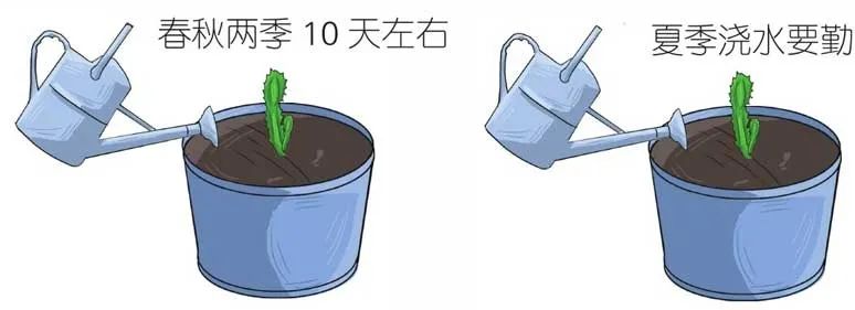 火龙果侧芽扦插繁殖方法,火龙果选取啥样的枝条扦插