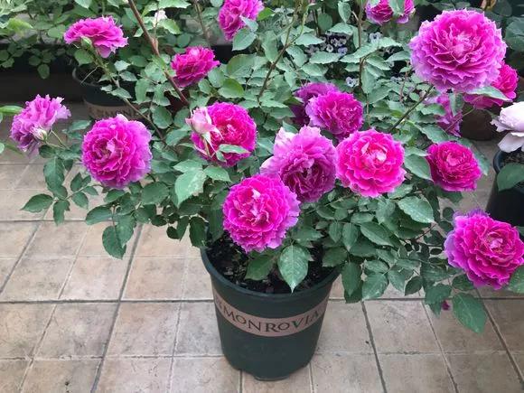 适合阳台养的四季开花有花香的花,花期长耐热耐寒又好养的花卉