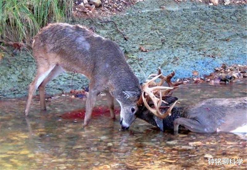 鹿茸养生小知识,鹿茸基本常识介绍