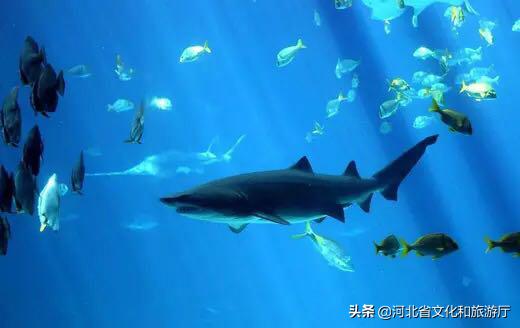 海洋公园特价35元起,快来唤醒来自世界各地的海洋居民吧!