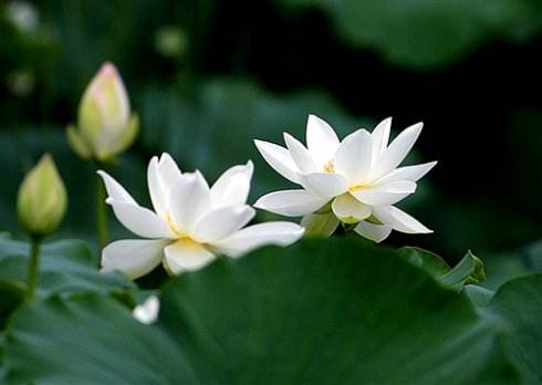 描写荷花的优美诗句大全,描写荷花的诗词名句集锦