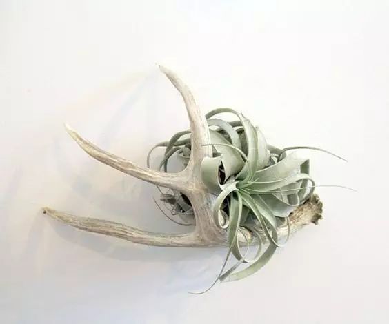 置爱｜植物1.0是种在盆儿里的，植物2.0都趴在墙上的