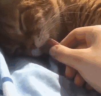 被猫咪舔了是爱的表现吗,被猫咪舔脸什么感觉