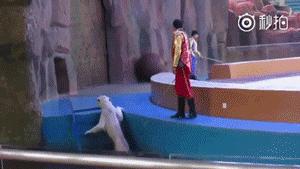 老虎和狮子分离了多久,狮子是百兽之王老虎是森林之王