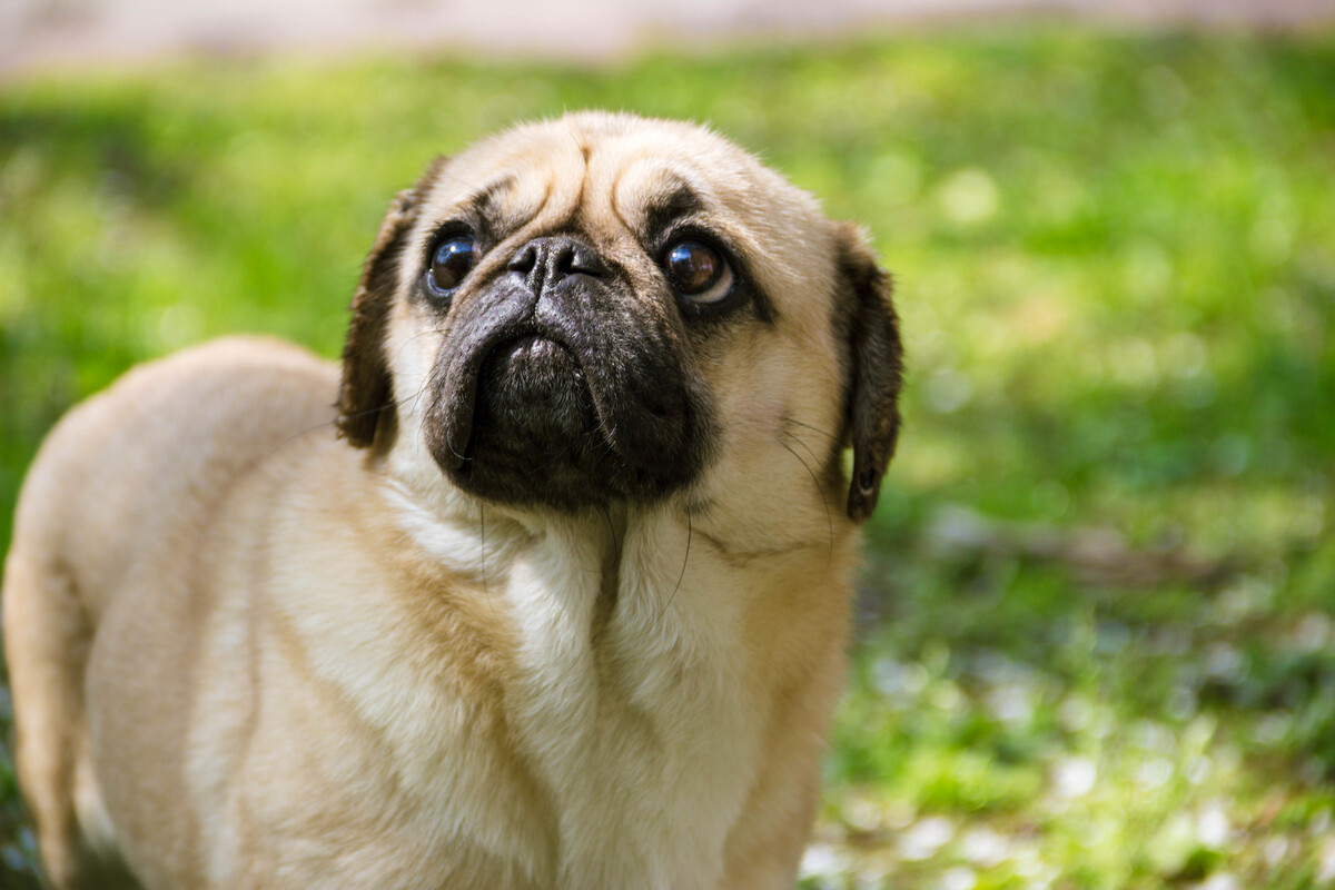 怎么挑选温顺的巴哥,怎么挑选一只巴哥狗狗