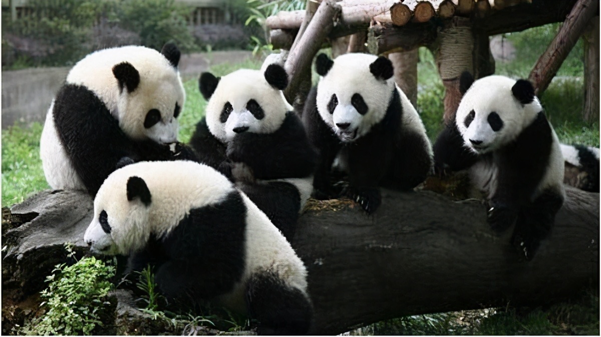 震惊全国的熊猫事件,当年震惊全国的熊猫乌龙事件