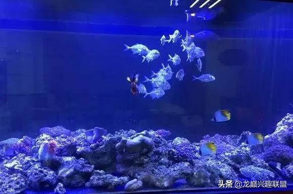 楸肩几濡傛璞皵,楂樼楸肩几椴ㄩ奔