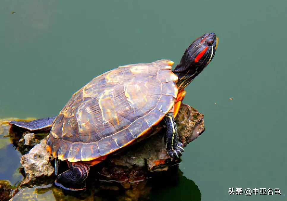 养龟秘籍搞笑,养龟绝招大全视频