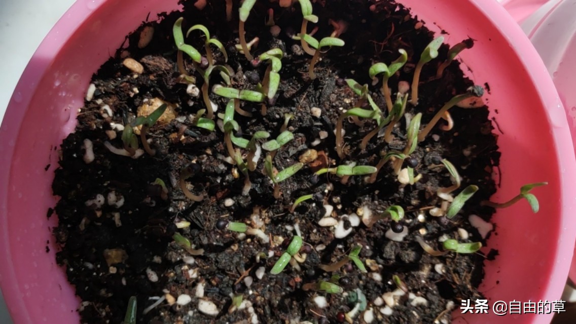 满天星播种，种子长毛了怎么办？种子长毛了可补救吗？