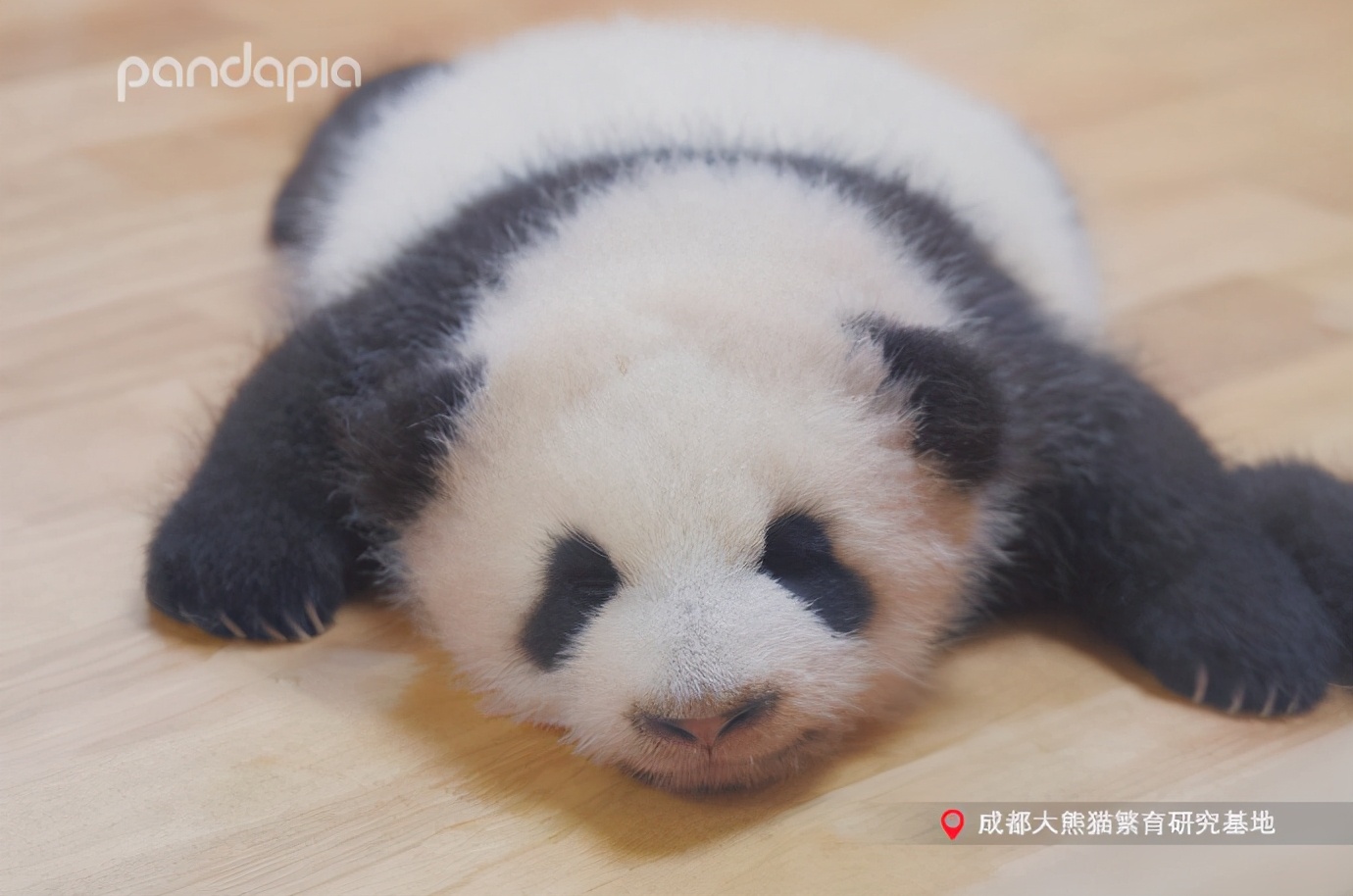 滚滚大熊猫可爱,可爱大熊猫滚滚