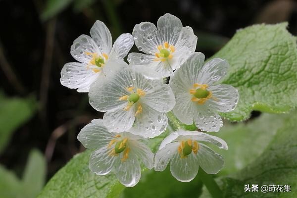 哪些花遇水变透明,遇水会变透明的花有哪些