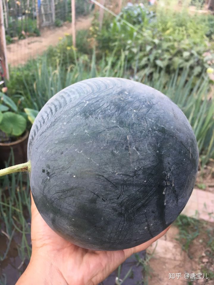 如何提升花种成活率,花种种植生活小技巧