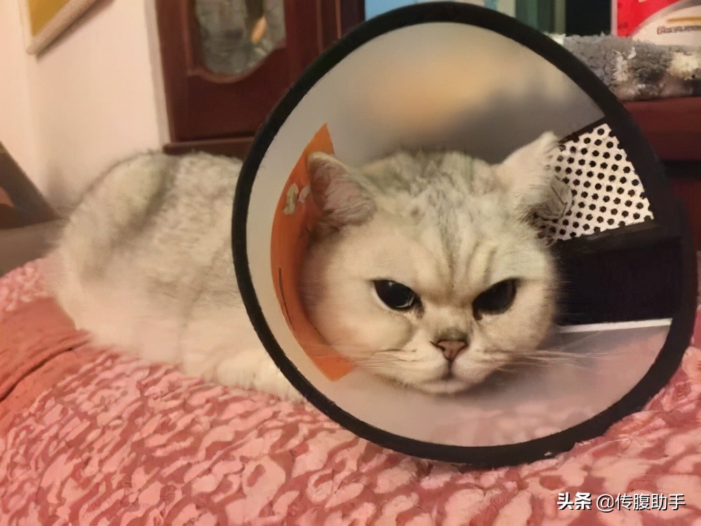 猫传腹打针脖子会烂吗,猫传腹打针很疼怎么办